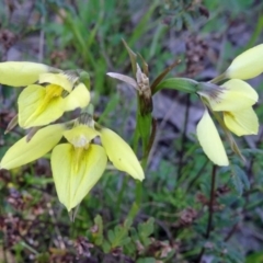 Diuris chryseopsis (Golden Moth) at Kambah, ACT - 30 Sep 2014 by galah681