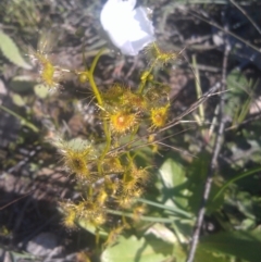 Drosera gunniana at Kambah, ACT - 29 Sep 2014 04:19 PM