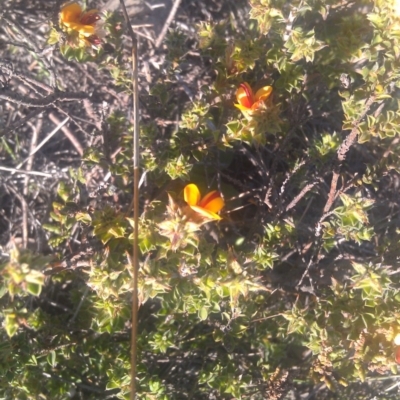 Pultenaea procumbens (Bush Pea) at Kambah, ACT - 29 Sep 2014 by galah681