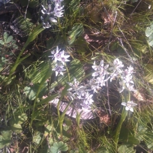 Wurmbea dioica subsp. dioica at Kambah, ACT - 29 Sep 2014