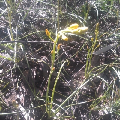 Bulbine bulbosa (Golden Lily) at Kambah, ACT - 29 Sep 2014 by galah681