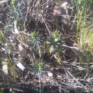 Melichrus urceolatus at Kambah, ACT - 29 Sep 2014