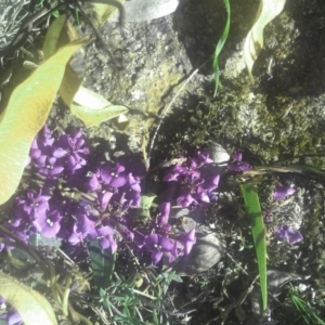 Hardenbergia violacea at Kambah, ACT - 29 Sep 2014