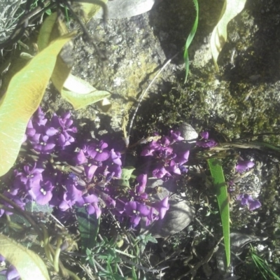 Hardenbergia violacea (False Sarsaparilla) at Kambah, ACT - 29 Sep 2014 by galah681