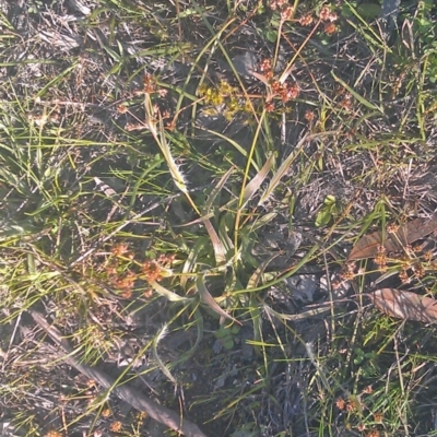Luzula densiflora (Dense Wood-rush) at Kambah, ACT - 29 Sep 2014 by galah681