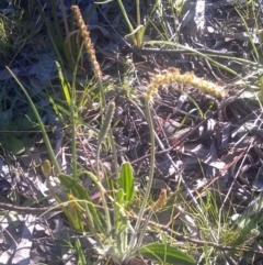 Plantago sp. (Plantain) at Kambah, ACT - 29 Sep 2014 by galah681