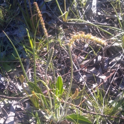 Plantago sp. (Plantain) at Kambah, ACT - 29 Sep 2014 by galah681