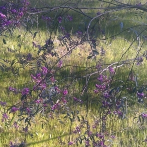 Indigofera australis subsp. australis at Kambah, ACT - 29 Sep 2014 04:28 PM