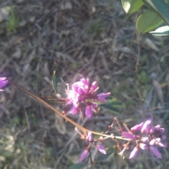 Indigofera australis subsp. australis (Australian Indigo) at Farrer Ridge - 29 Sep 2014 by galah681