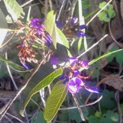 Hardenbergia violacea (False Sarsaparilla) at Farrer Ridge - 29 Sep 2014 by galah681