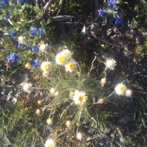 Leucochrysum albicans subsp. tricolor at Farrer Ridge - 29 Sep 2014 05:20 PM