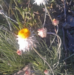 Leucochrysum albicans subsp. tricolor at Farrer Ridge - 29 Sep 2014 05:20 PM