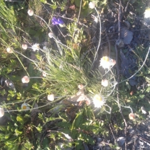 Leucochrysum albicans subsp. tricolor at Farrer Ridge - 29 Sep 2014 05:20 PM