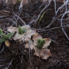 Hymenochilus sp. (A Greenhood Orchid) at Pine Island to Point Hut - 25 Sep 2014 by michaelb