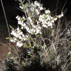 Cryptandra amara (Bitter Cryptandra) at Pine Island to Point Hut - 25 Sep 2014 by michaelb