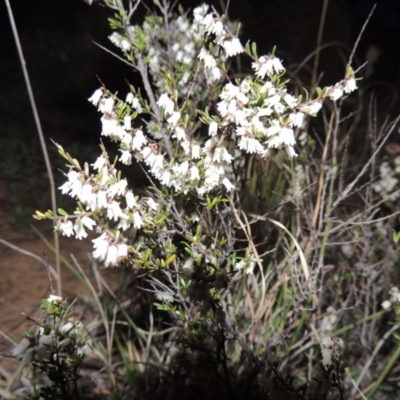 Cryptandra amara (Bitter Cryptandra) at Pine Island to Point Hut - 25 Sep 2014 by michaelb