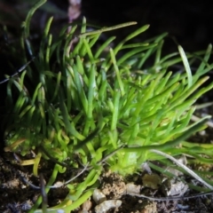 Isoetopsis graminifolia (Grass Cushion Daisy) at Pine Island to Point Hut - 25 Sep 2014 by michaelb