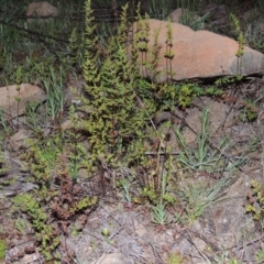 Cheilanthes sieberi (Rock Fern) at Pine Island to Point Hut - 25 Sep 2014 by michaelb