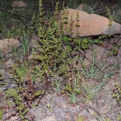 Cheilanthes sieberi (Rock Fern) at Pine Island to Point Hut - 25 Sep 2014 by michaelb