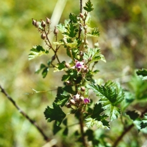 Rubus parvifolius at Conder, ACT - 31 Oct 1999