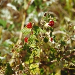 Rubus parvifolius (Native Raspberry) at Conder, ACT - 17 Dec 1999 by MichaelBedingfield