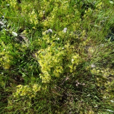 Drosera gunniana (Pale Sundew) at Farrer Ridge - 30 Sep 2014 by galah681