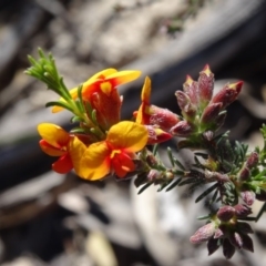 Dillwynia sericea (Egg And Bacon Peas) at Farrer, ACT - 30 Sep 2014 by galah681