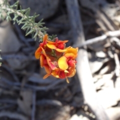 Dillwynia sericea at Farrer, ACT - 1 Oct 2014 09:48 AM