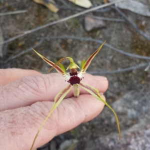 Caladenia parva at Tharwa, ACT - 30 Sep 2014