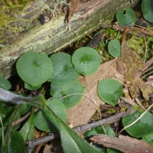 Corysanthes sp. at suppressed - suppressed