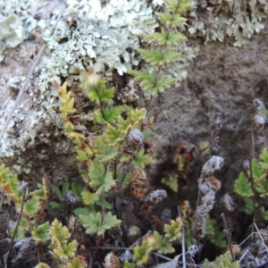 Cheilanthes distans at Banks, ACT - 29 Sep 2014