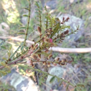 Indigofera adesmiifolia at Banks, ACT - 29 Sep 2014 05:56 PM