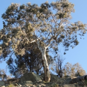 Eucalyptus polyanthemos at Banks, ACT - 29 Sep 2014 06:02 PM