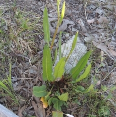 Rumex brownii (Slender Dock) at Banks, ACT - 29 Sep 2014 by MichaelBedingfield