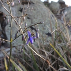 Dianella revoluta var. revoluta (Black-Anther Flax Lily) at Banks, ACT - 29 Sep 2014 by michaelb