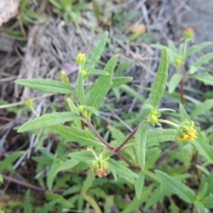 Sigesbeckia australiensis at Banks, ACT - 29 Sep 2014