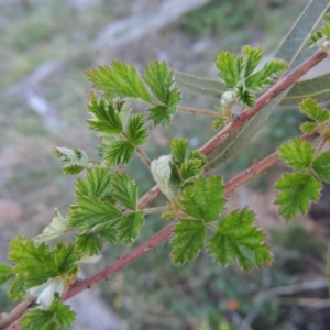 Rubus parvifolius at Tuggeranong DC, ACT - 29 Sep 2014