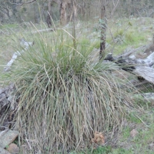 Lomandra multiflora at Banks, ACT - 29 Sep 2014 06:35 PM