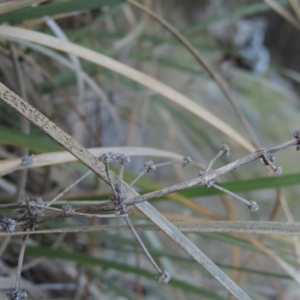 Lomandra multiflora at Banks, ACT - 29 Sep 2014