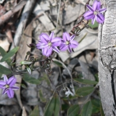 Thysanotus patersonii (Twining Fringe Lily) at Farrer Ridge - 2 Oct 2014 by julielindner