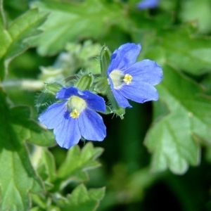 Erodium crinitum at Farrer, ACT - 2 Oct 2014