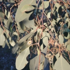 Eucalyptus polyanthemos (Red Box) at Kingston, ACT - 27 Sep 2014 by MichaelBedingfield