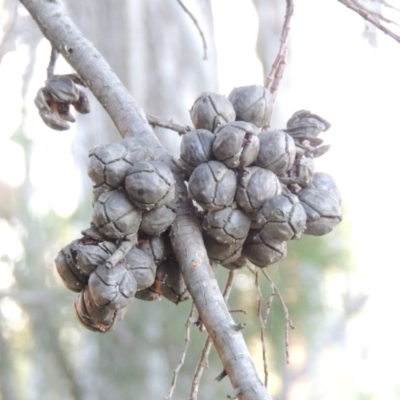 Callitris endlicheri (Black Cypress Pine) at Kingston, ACT - 27 Sep 2014 by michaelb