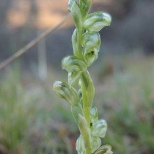 Hymenochilus cycnocephalus at Banks, ACT - suppressed