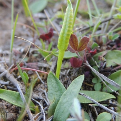 Ophioglossum lusitanicum (Adder's Tongue) at Banks, ACT - 29 Sep 2014 by MichaelBedingfield