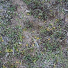 Ophioglossum lusitanicum subsp. coriaceum at Banks, ACT - 29 Sep 2014