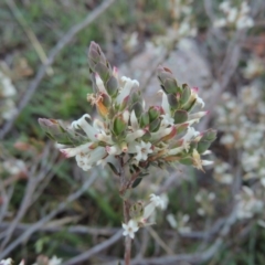 Brachyloma daphnoides (Daphne Heath) at Rob Roy Range - 29 Sep 2014 by MichaelBedingfield