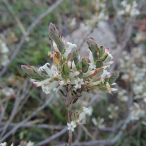 Brachyloma daphnoides at Banks, ACT - 29 Sep 2014