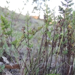 Cheilanthes sieberi (Rock Fern) at Rob Roy Range - 29 Sep 2014 by MichaelBedingfield
