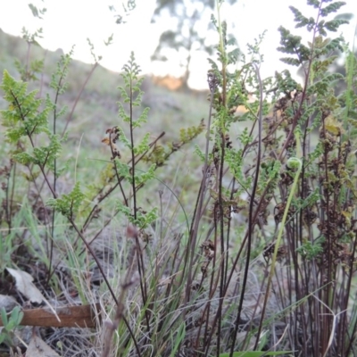Cheilanthes sieberi (Rock Fern) at Rob Roy Range - 29 Sep 2014 by MichaelBedingfield